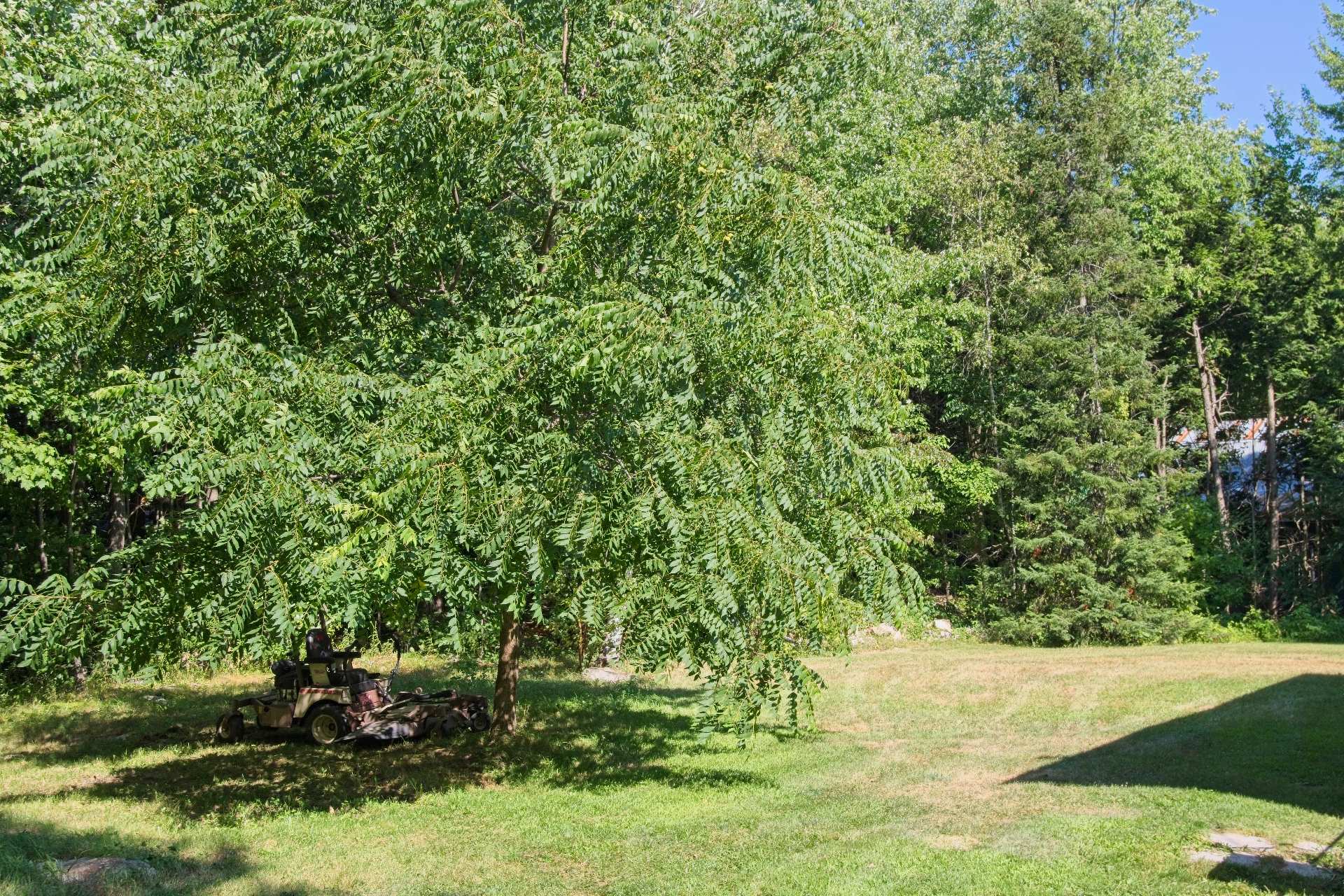 Photo - Backyard