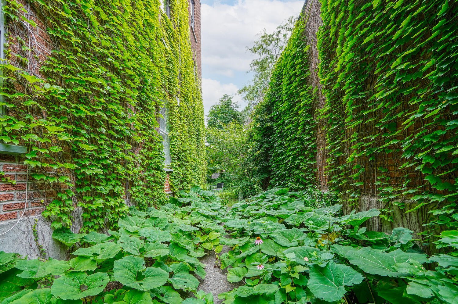 Quintuplex à vendre, Montréal (Rosemont/La Petite-Patrie)