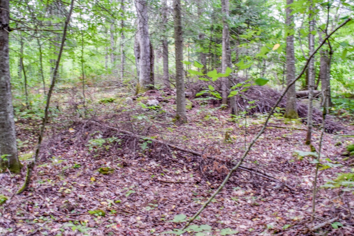 Terre/Terrain