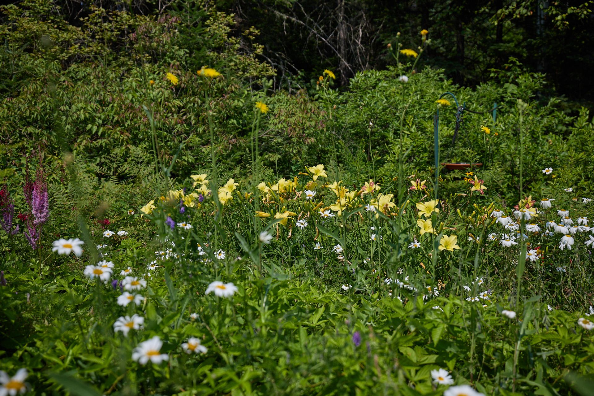 Jardin