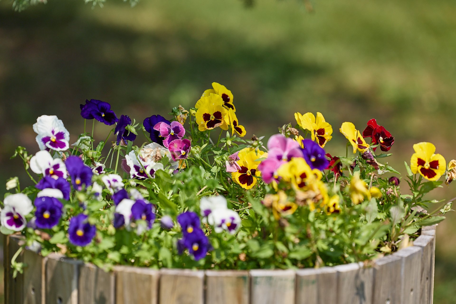 Jardin