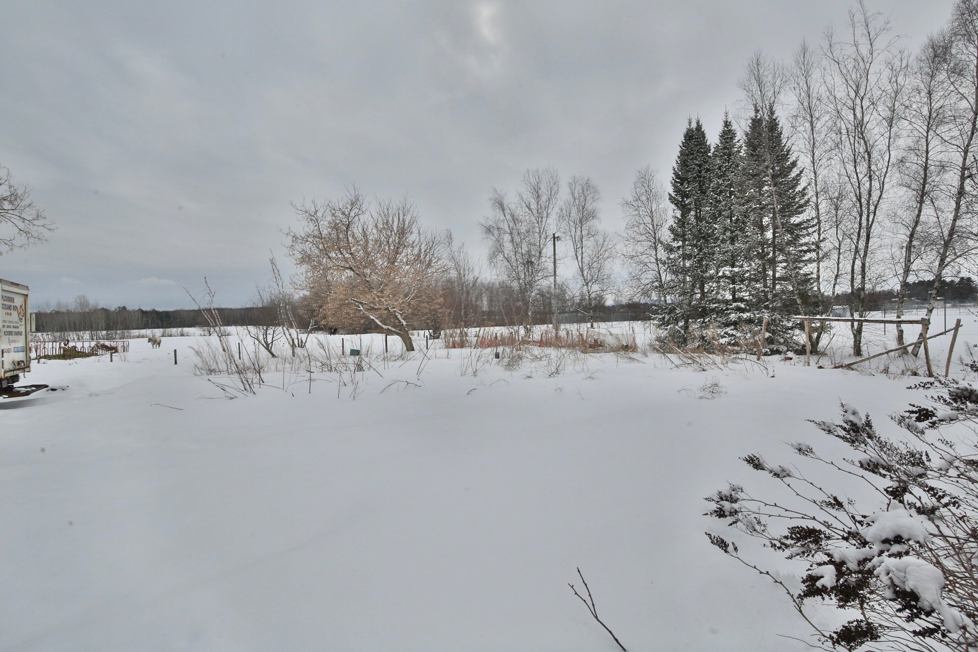 Photo - Backyard