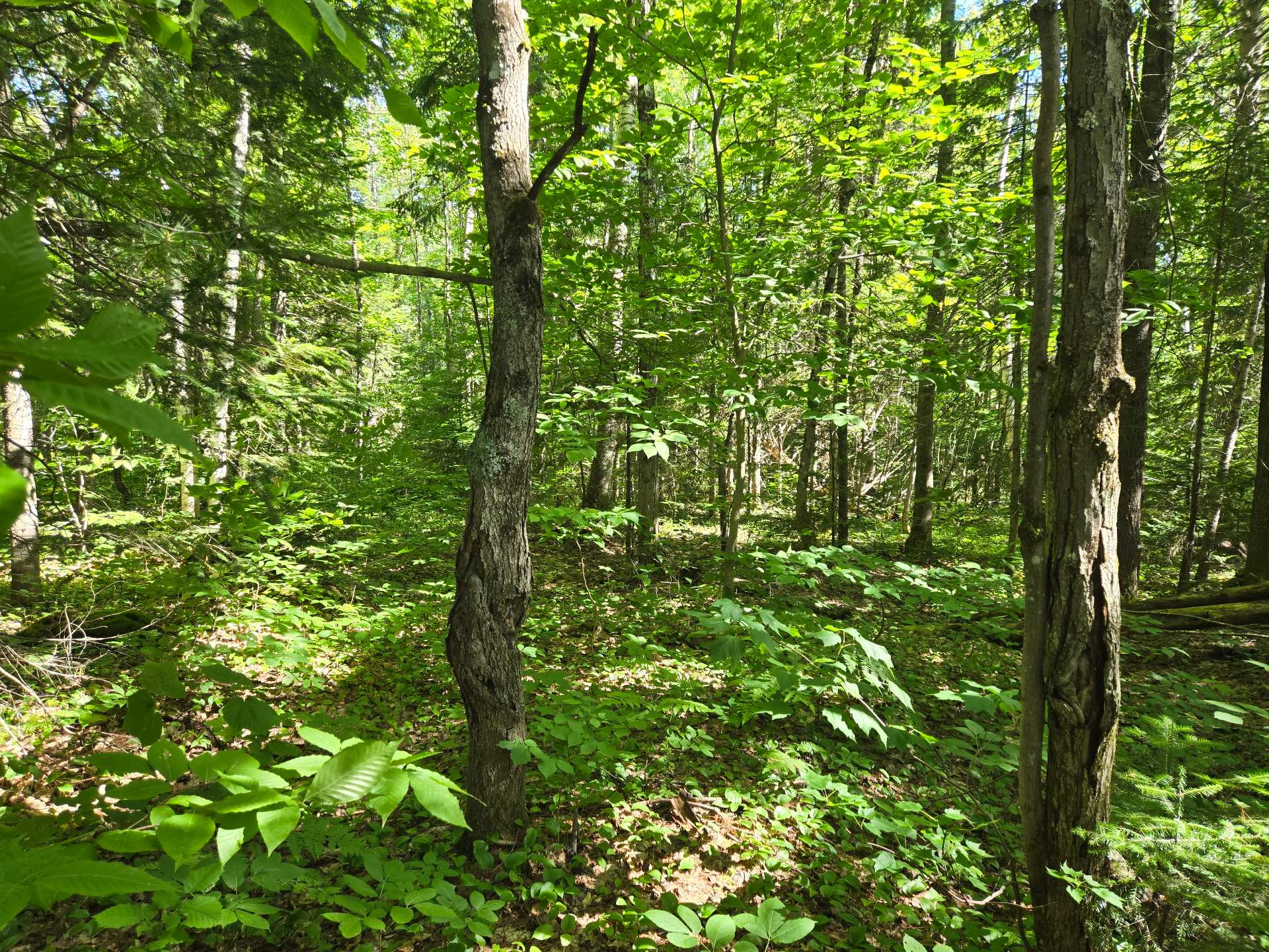 Photo - Land/Lot