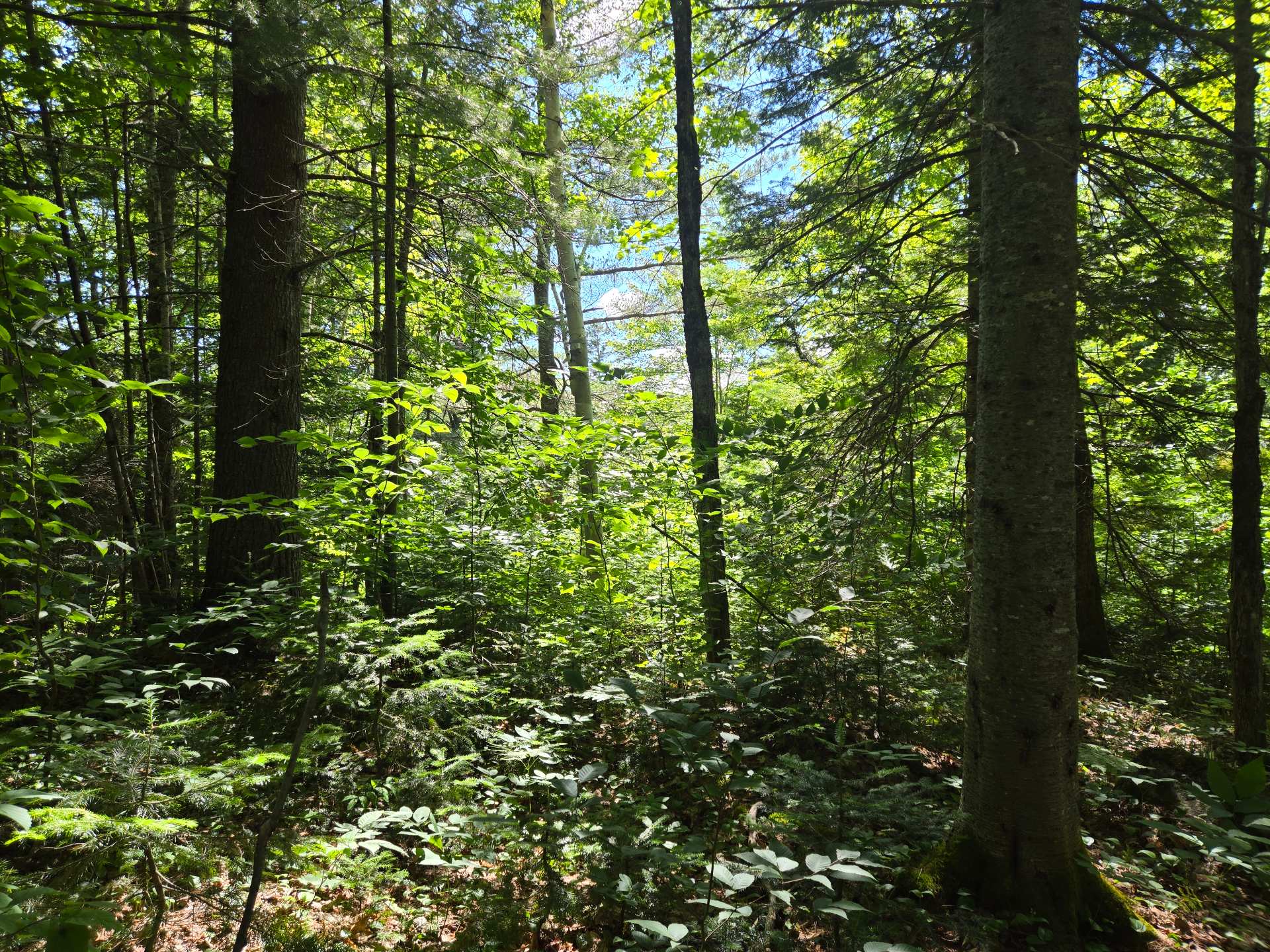 Photo - Land/Lot
