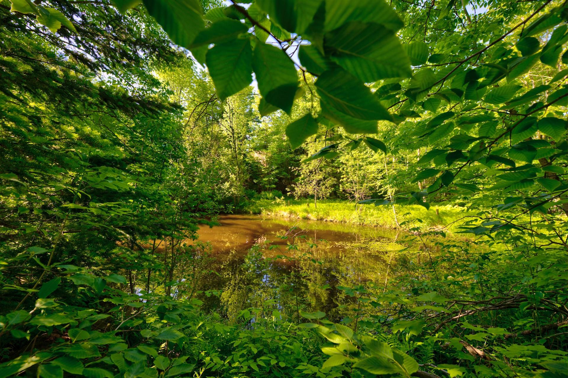 Photo - Vue sur l'eau