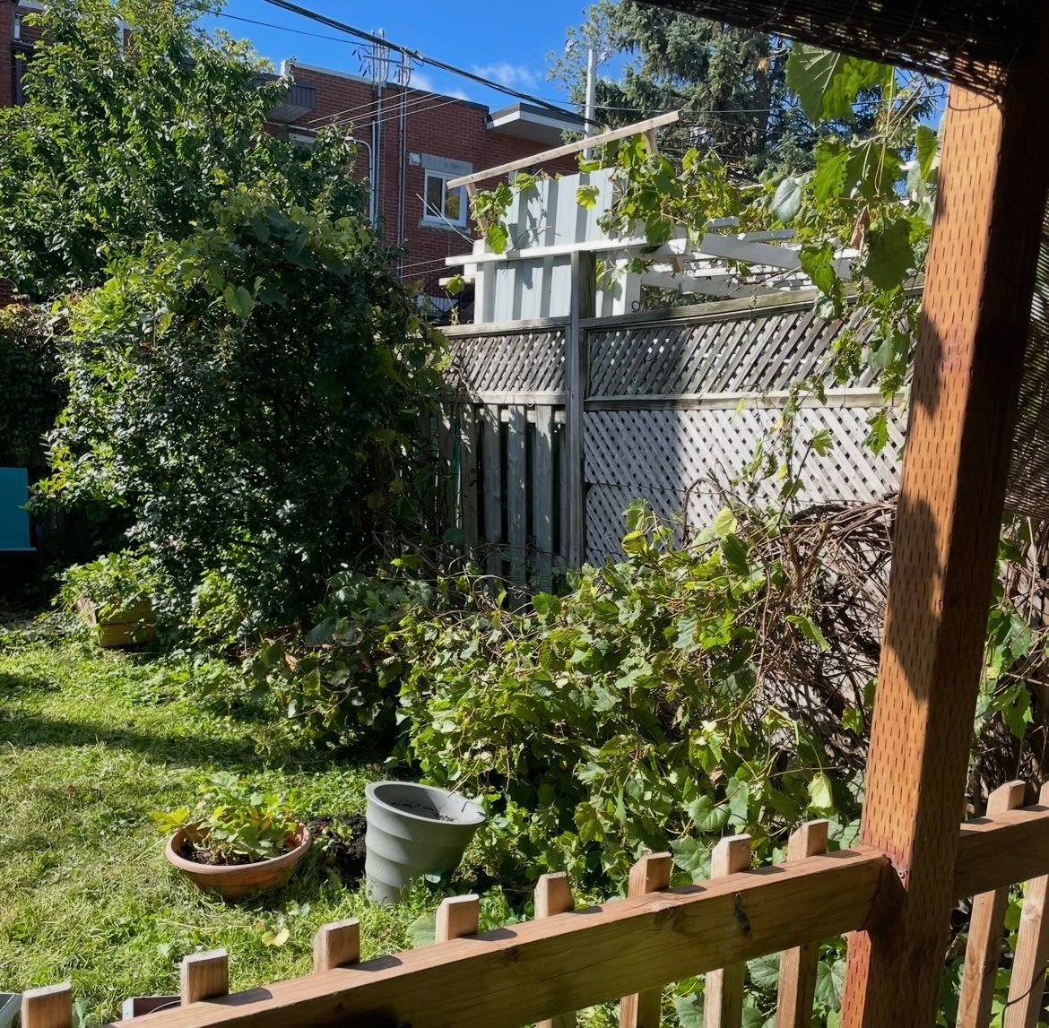 Backyard