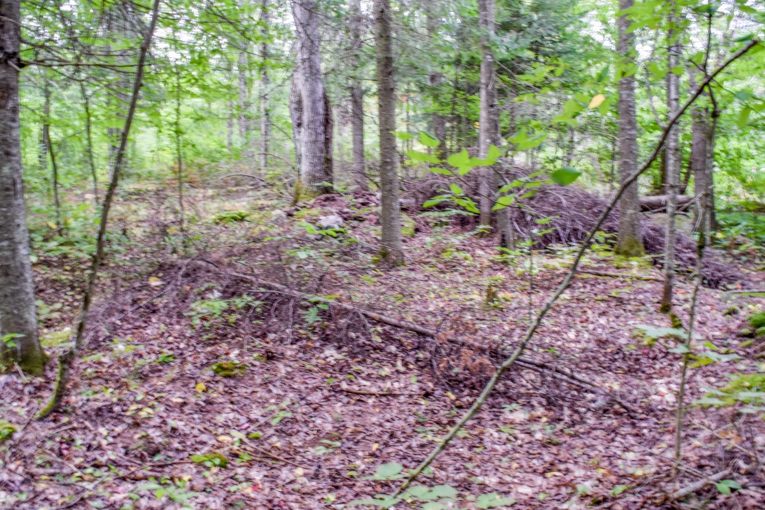 Terre/Terrain