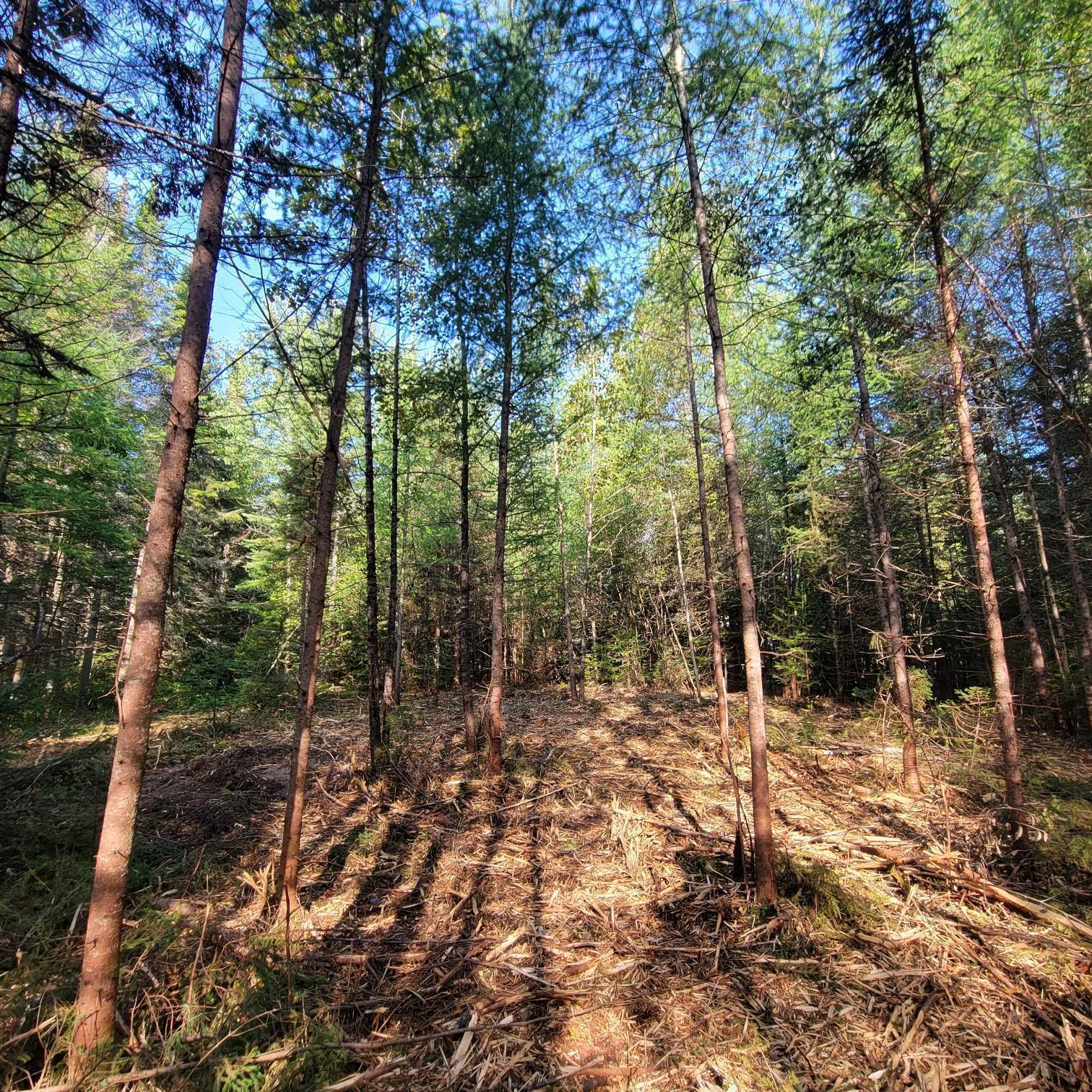 Land/Lot