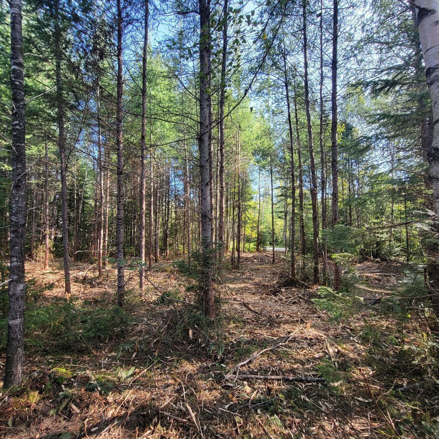Land/Lot