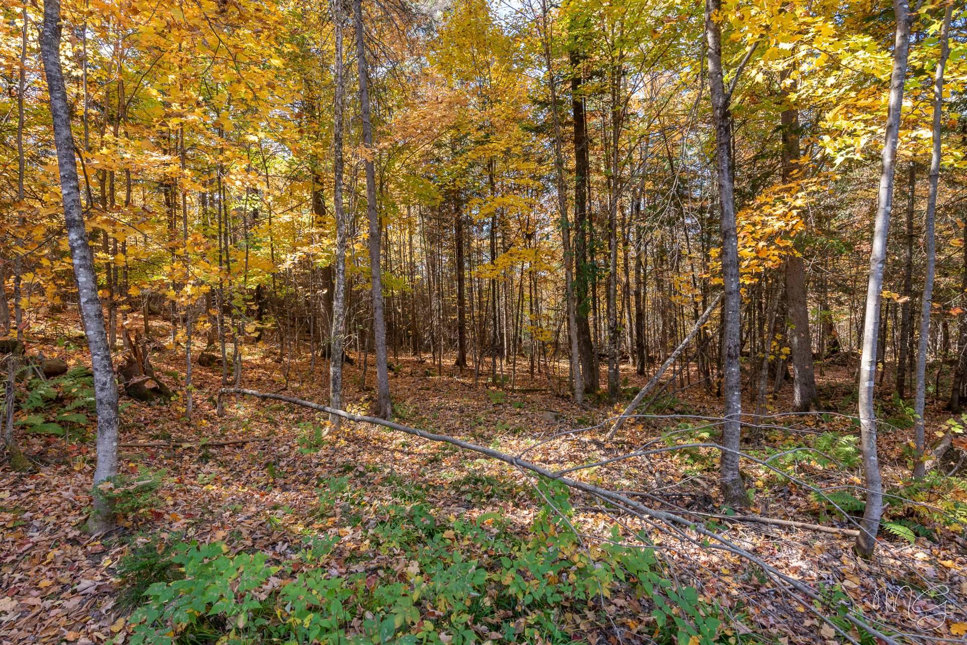 Photo - Terre/Terrain