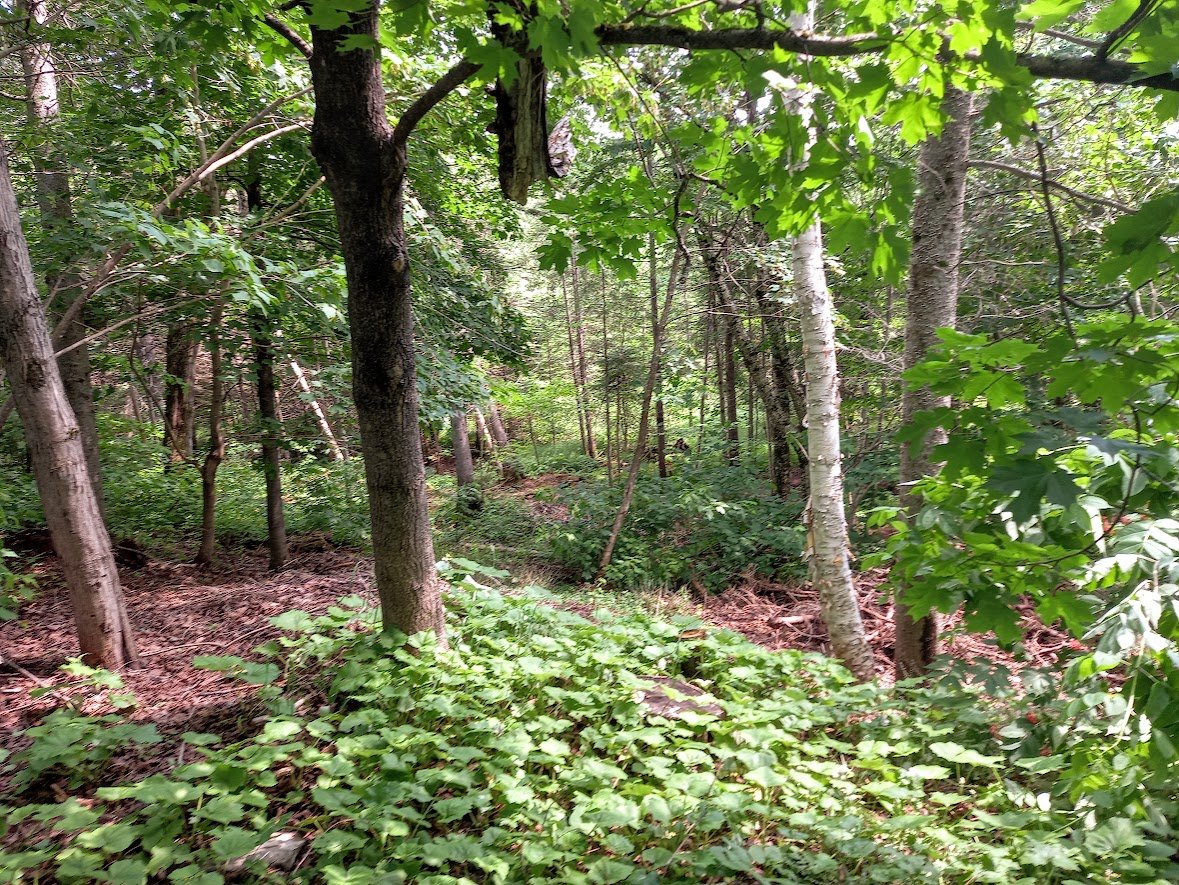 Overall View