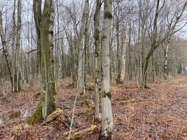 Photo - Terre/Terrain