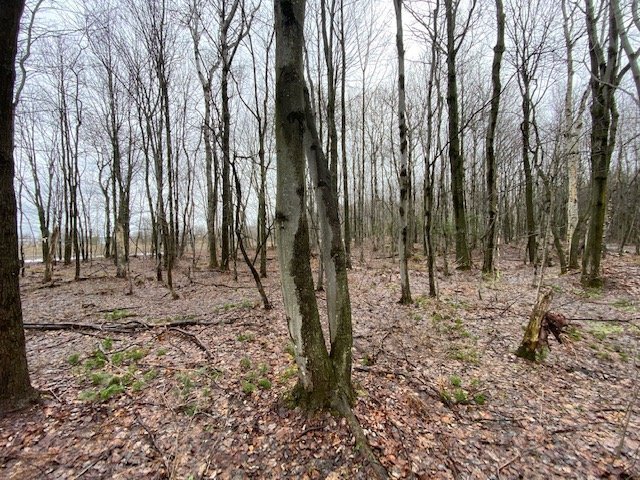 Photo - Terre/Terrain