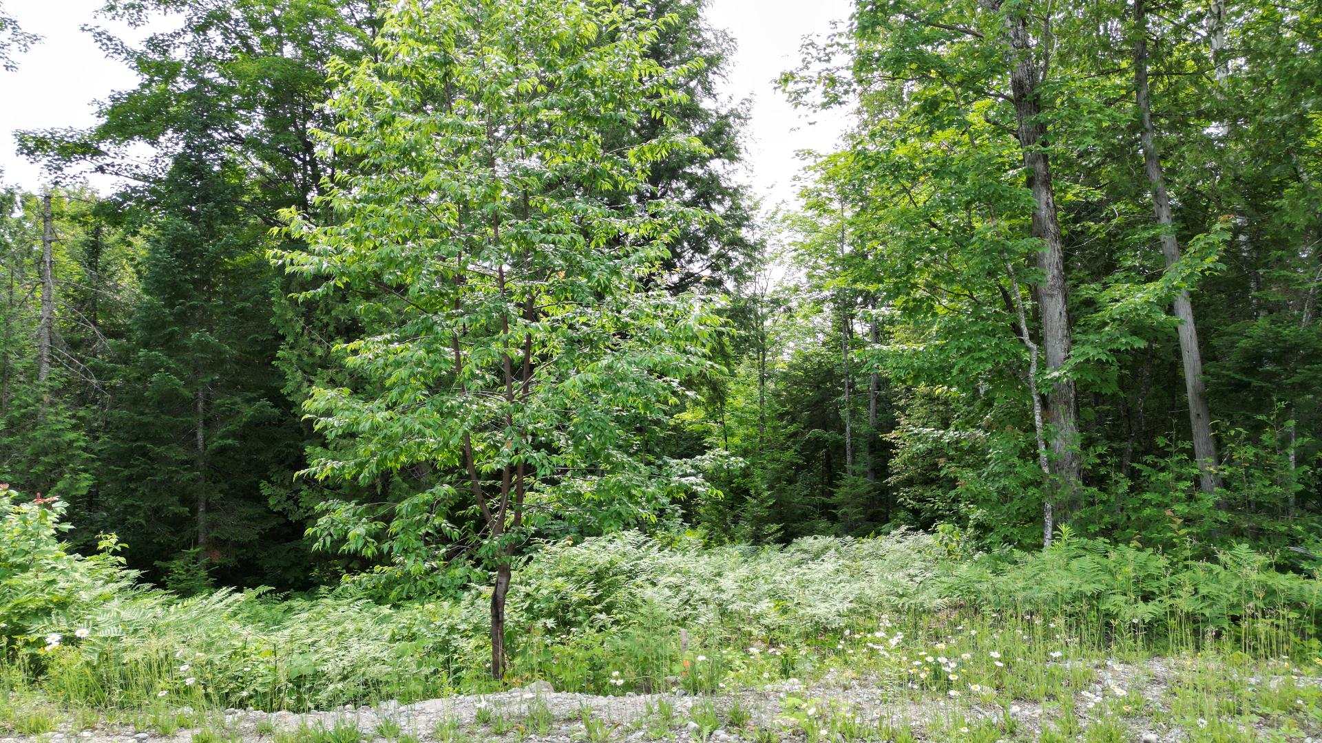 Photo - Terre/Terrain