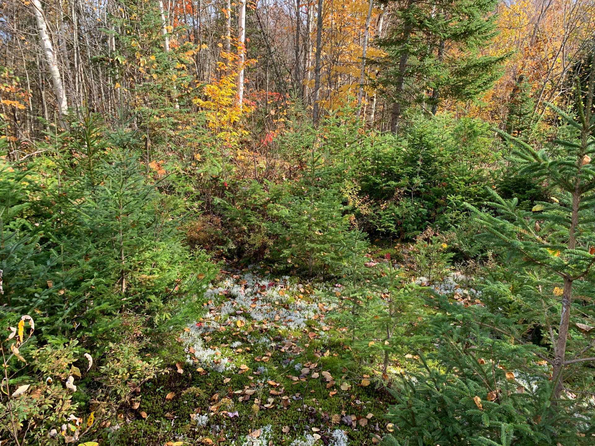 Photo - Terre/Terrain