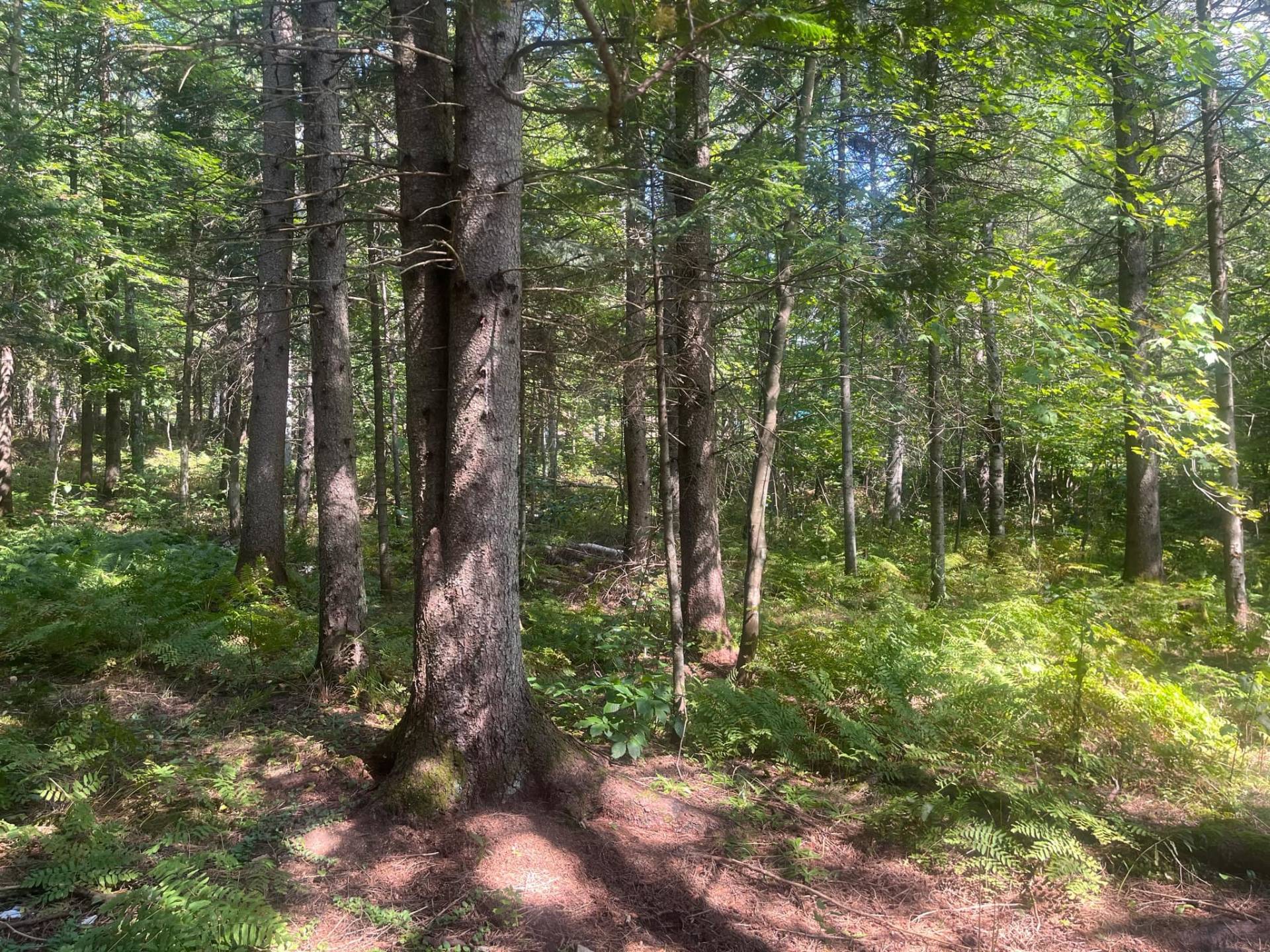 Terre/Terrain