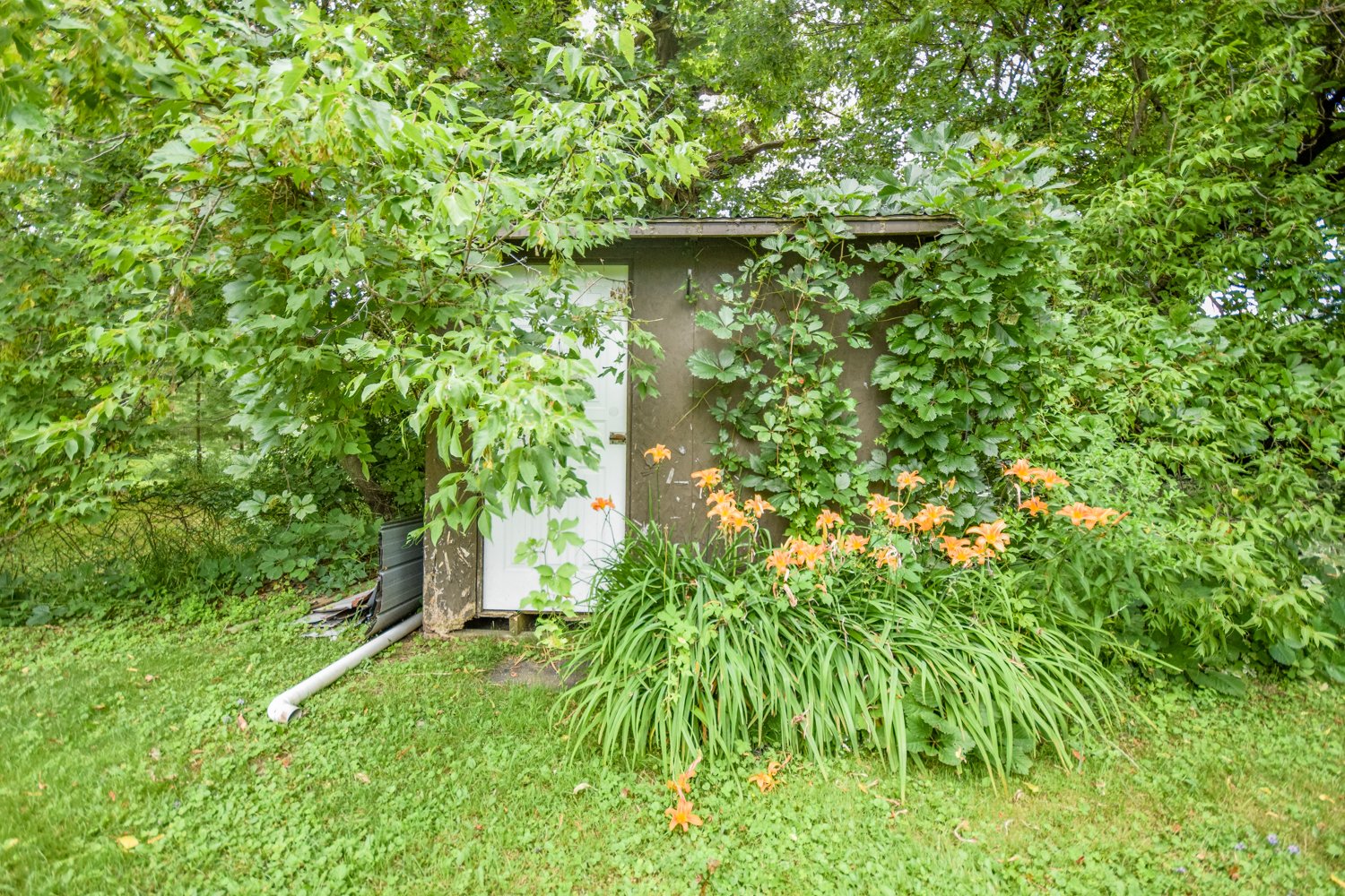 Shed