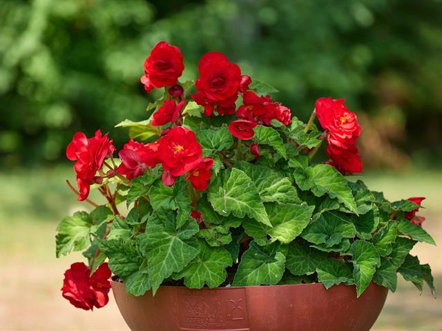 Jardin