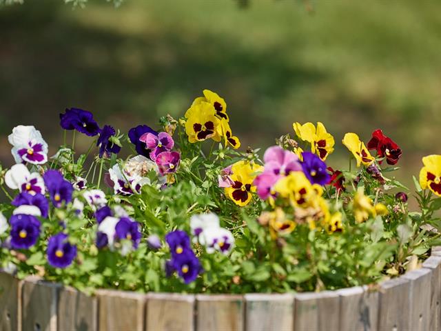 Jardin