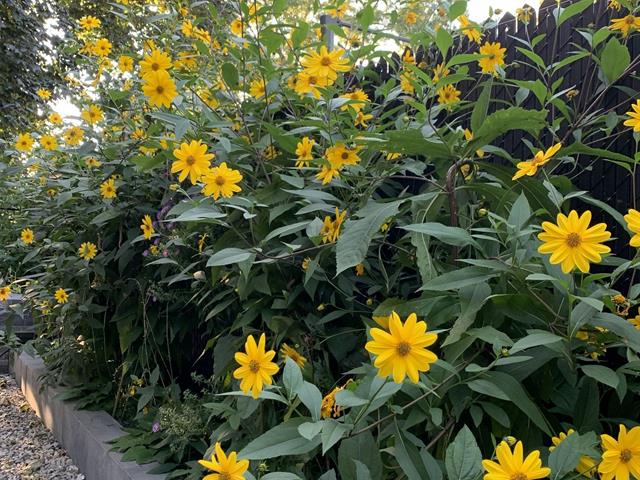 Jardin