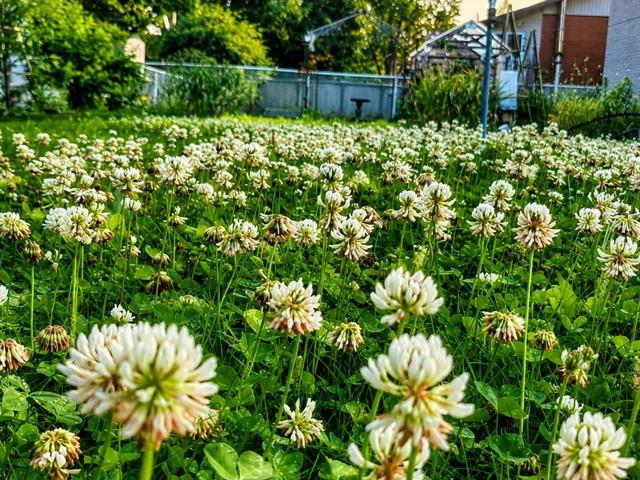 Jardin